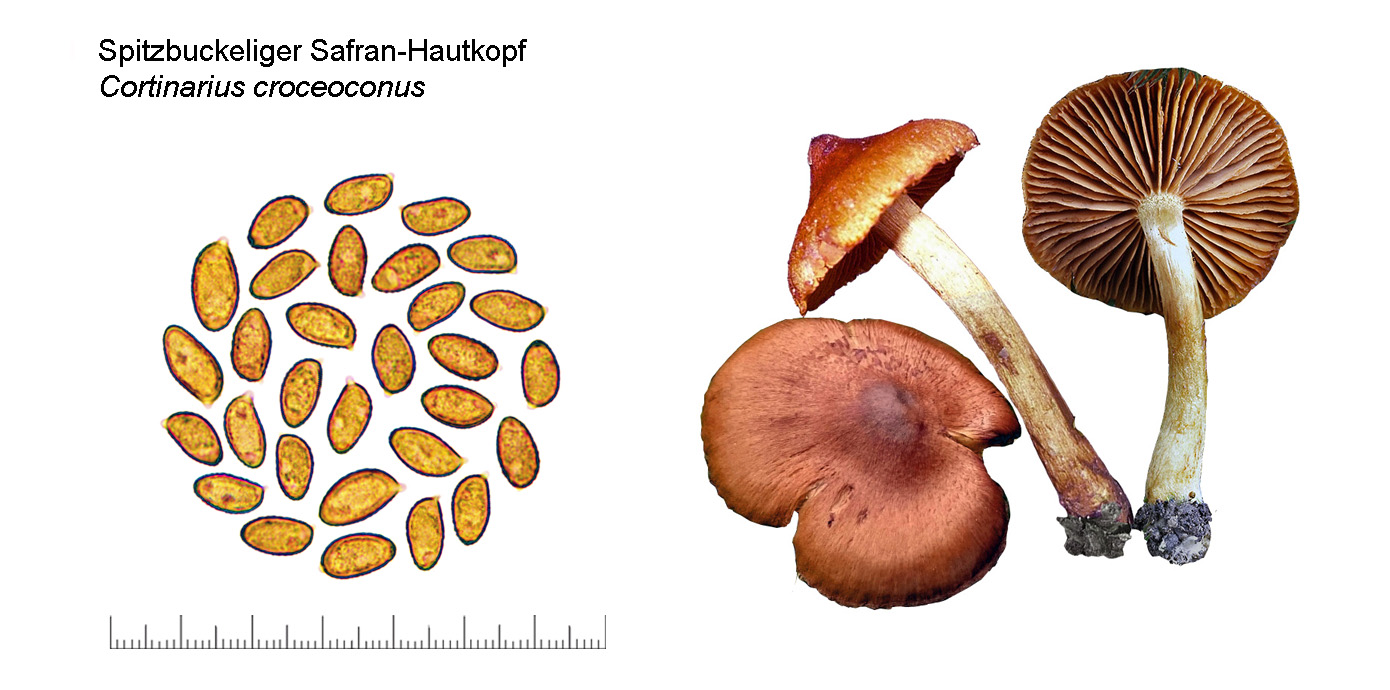 Cortinarius croceoconus, Spitzbuckeliger Safran-Hautkopf