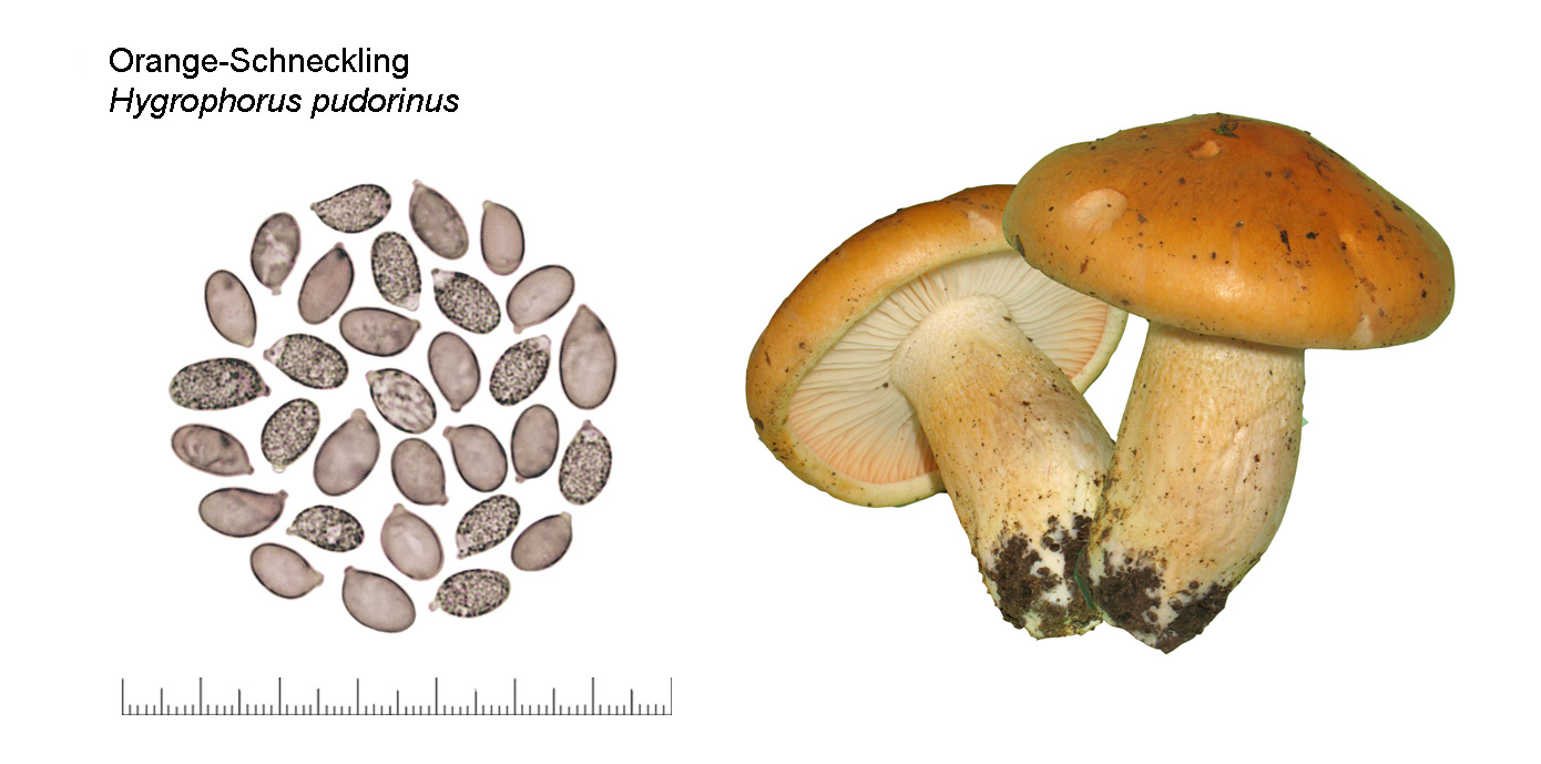 Hygrophorus pudorinus, Orange-Schneckling