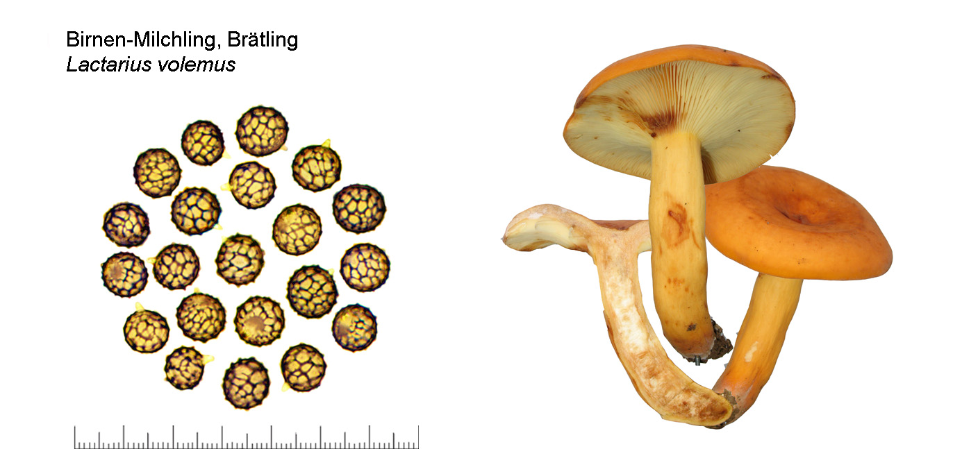 Lactifluus volemus, Brtling