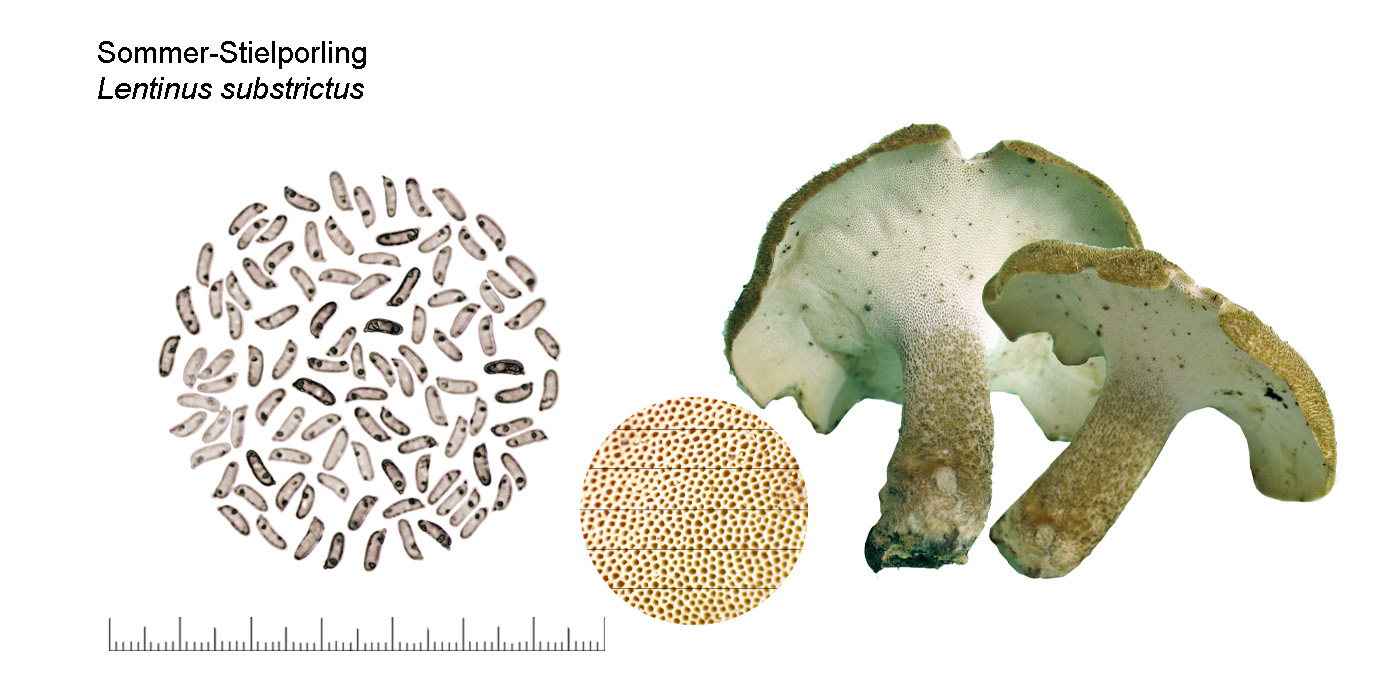 Lentinus substrictus, Sommer Stielporling