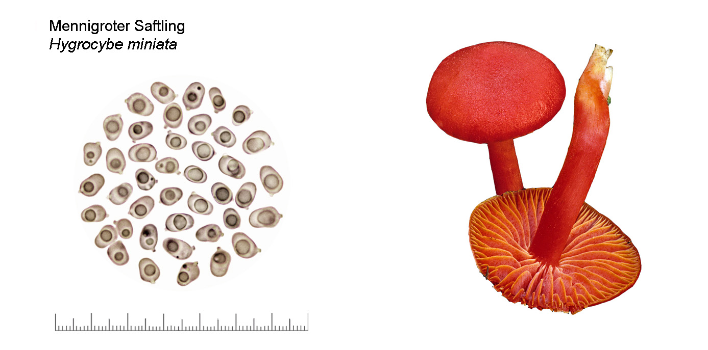 Hygrocybe miniata, Mennigroter Saftling