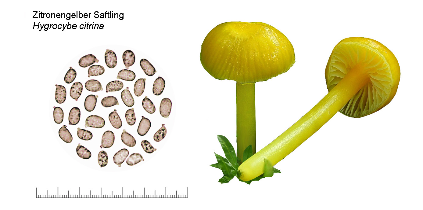 Hygrocybe ceracea, Zitronengelber Saftling