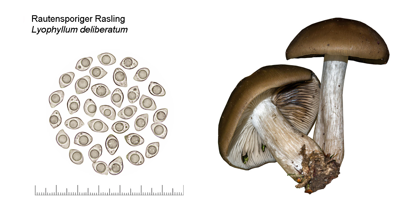 Lyophyllum deliberatum, Rautensporiger Rasling