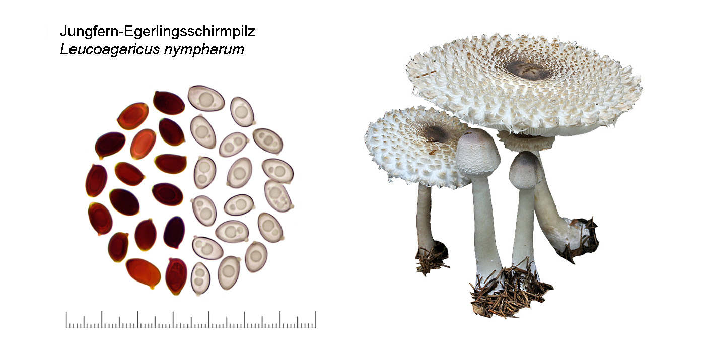 Leucoagaricus nympharum, Jungfern-Egerlingsschirmpilz