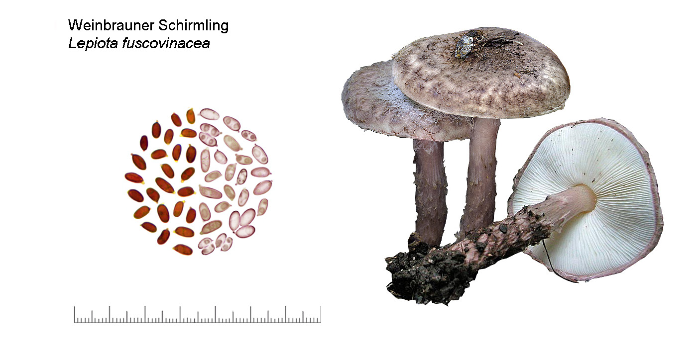 Lepiota fuscovinacea, Weinbrauner Schirmling