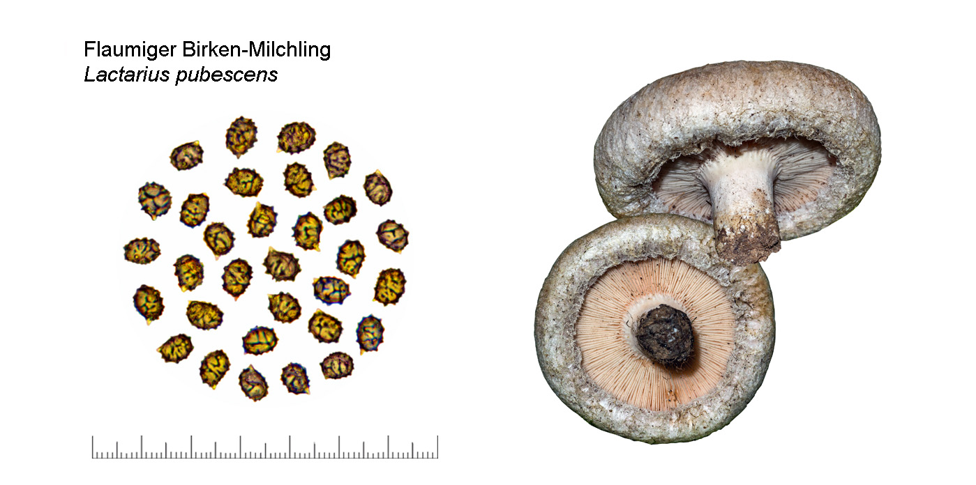 Lactarius pubescens, Flaumiger Birken-Milchling