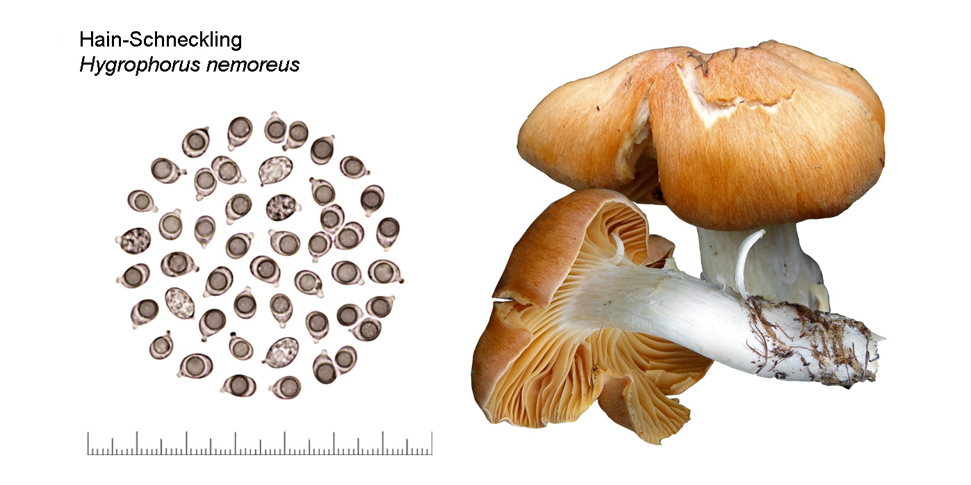 Hygrophorus nemoreus, Hain-Schneckling