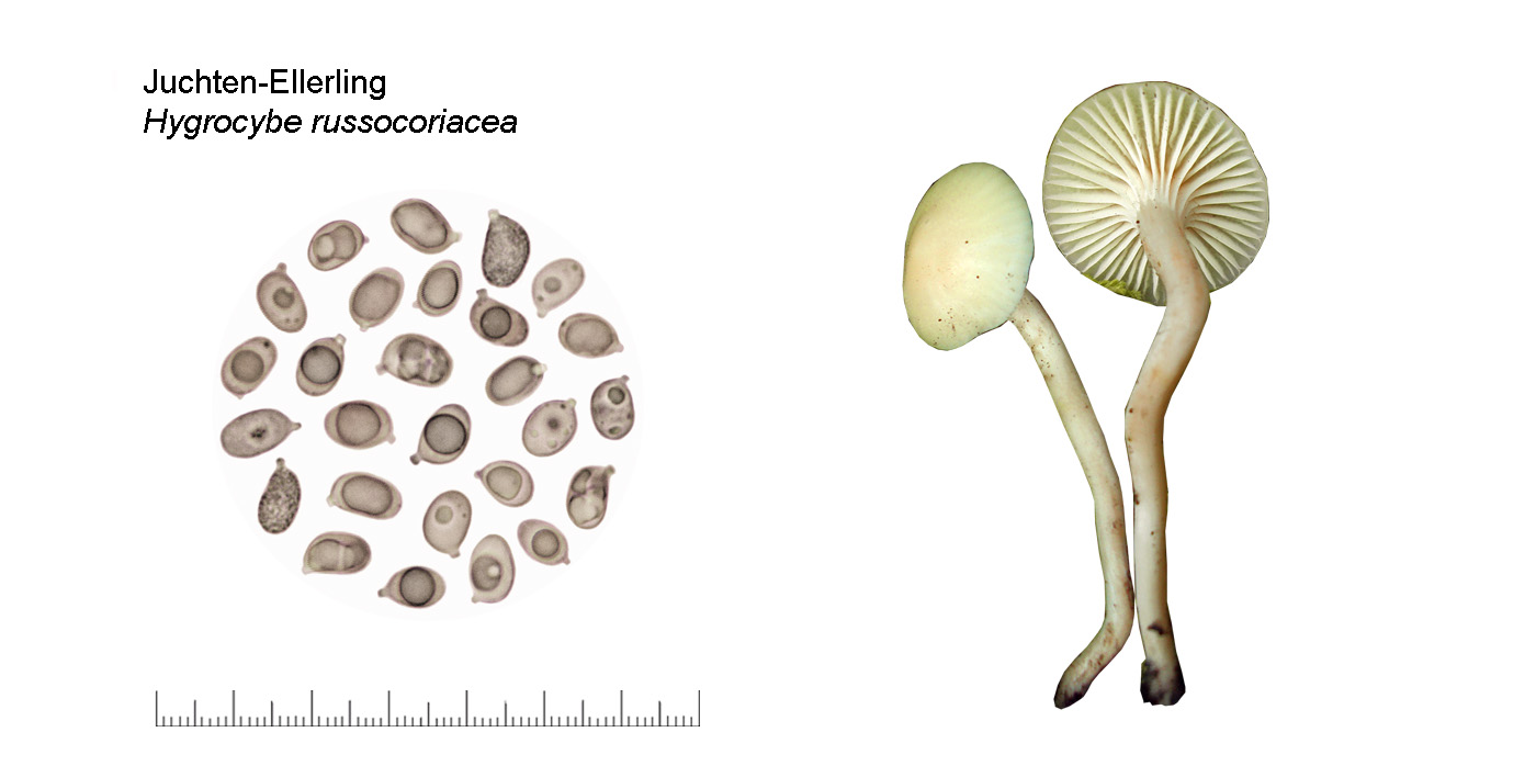 Cuphophyllus russocoriaceus, Juchten-Ellerling