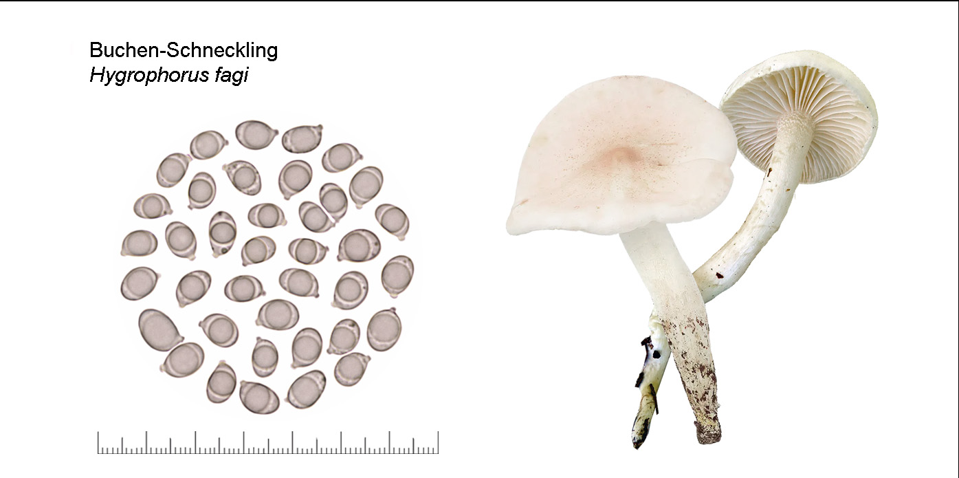 Hygrophorus fagi, Buchen-Schneckling