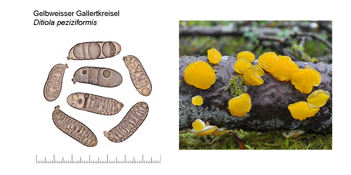 Ditiola peziziformis, Gelbweisser Gallertkreisel