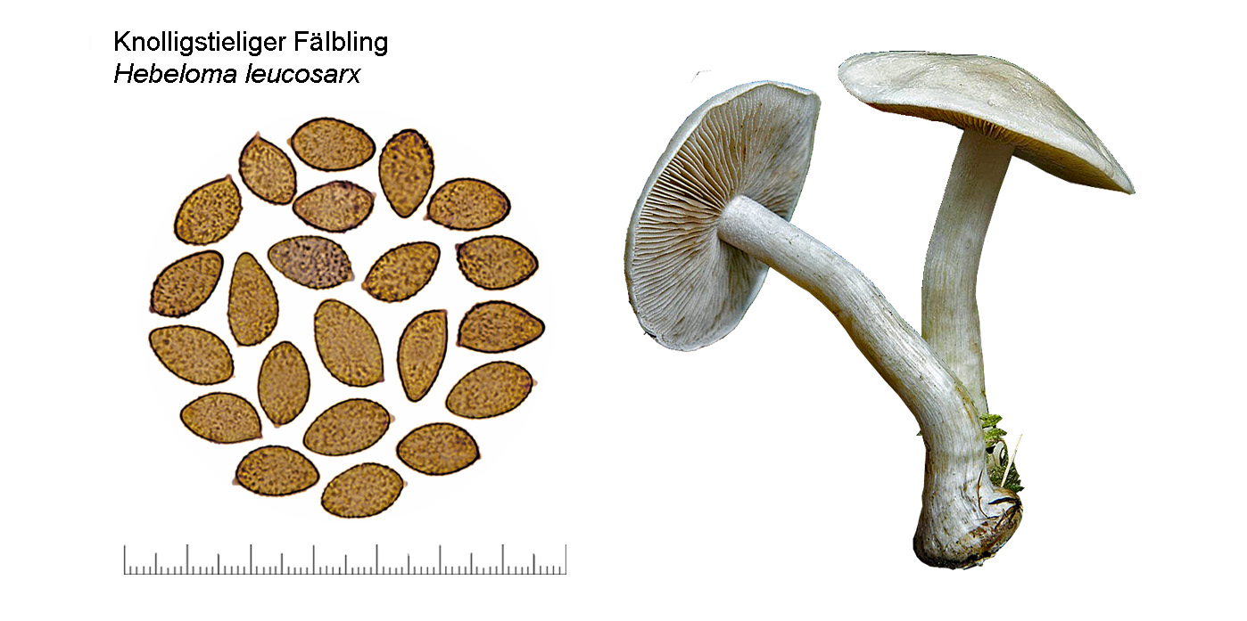 Hebeloma leucosarx, Knolligstieliger Flbling