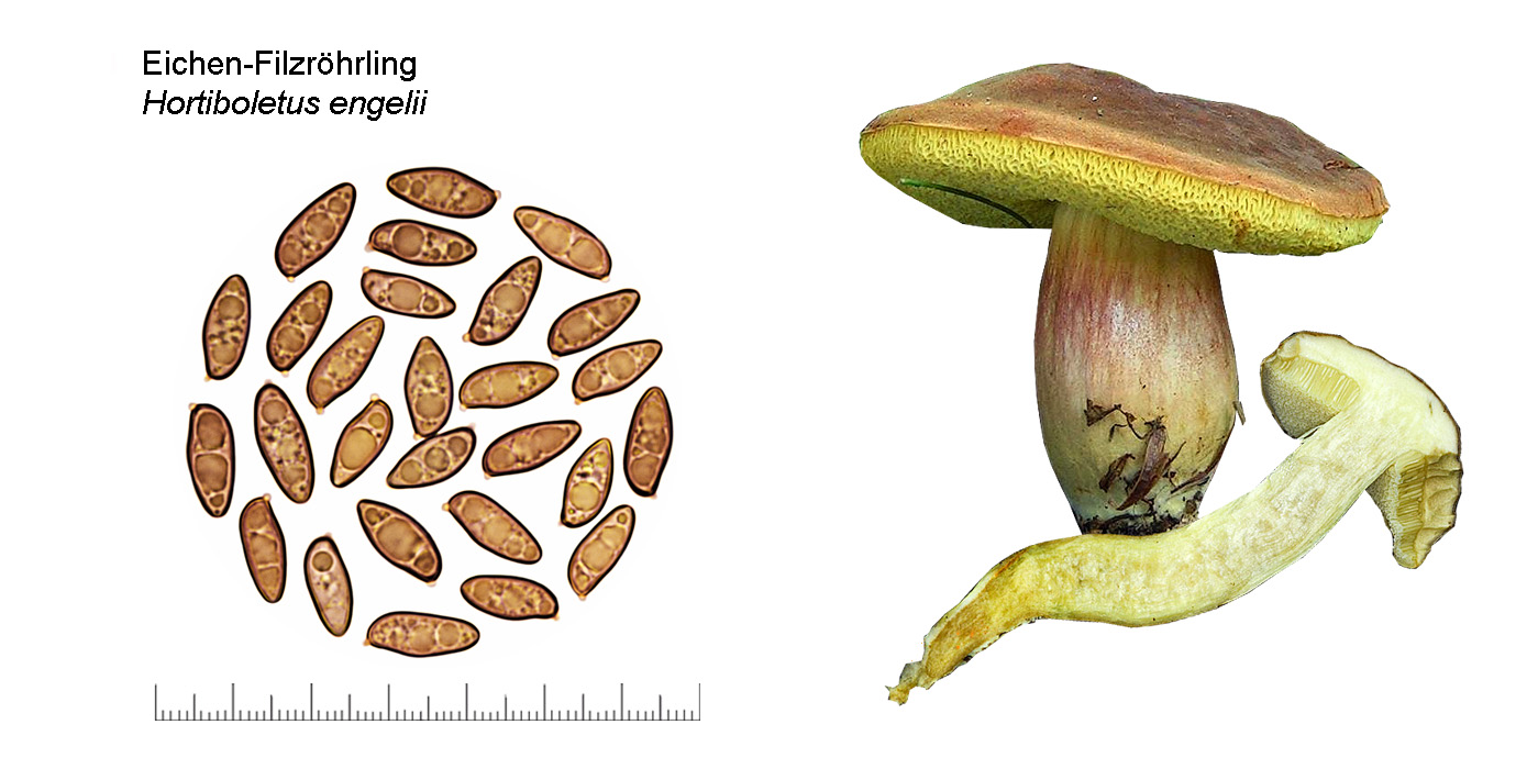 Hortiboletus engelii, Eichen-Filzrhrling