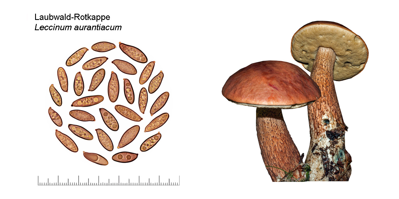 Leccinum aurantiacum, Laubwald-Rotkappe